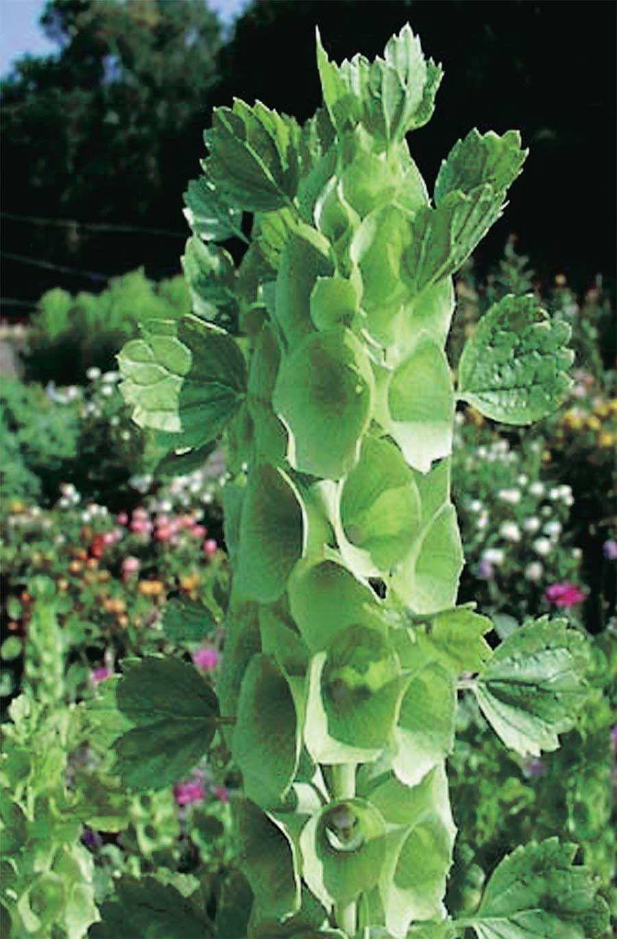 An image of the plant grown with seed for Bells of Ireland Seeds - Unique Shell Flower for Exquisite Green Spikes, Ideal for Flower Arranging & Drying, Heirloom Variety from Western Asia