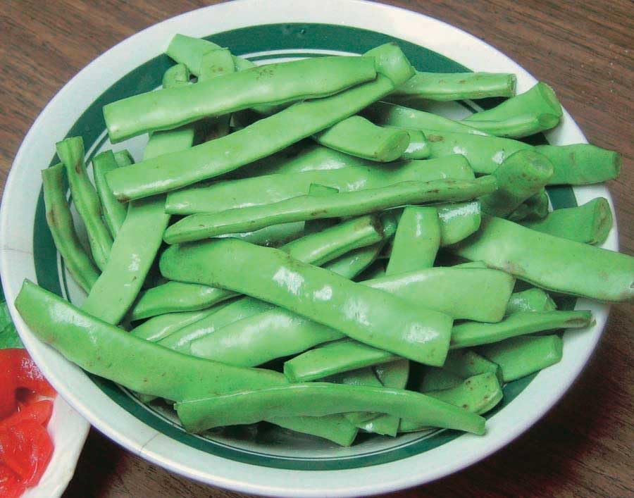 An image of the plant grown with seed for Roma II Bean Seeds - Tender, Stringless Green Pods, High-Yield, Prolonged Harvest Season, Great for Fresh Eating & Cooking