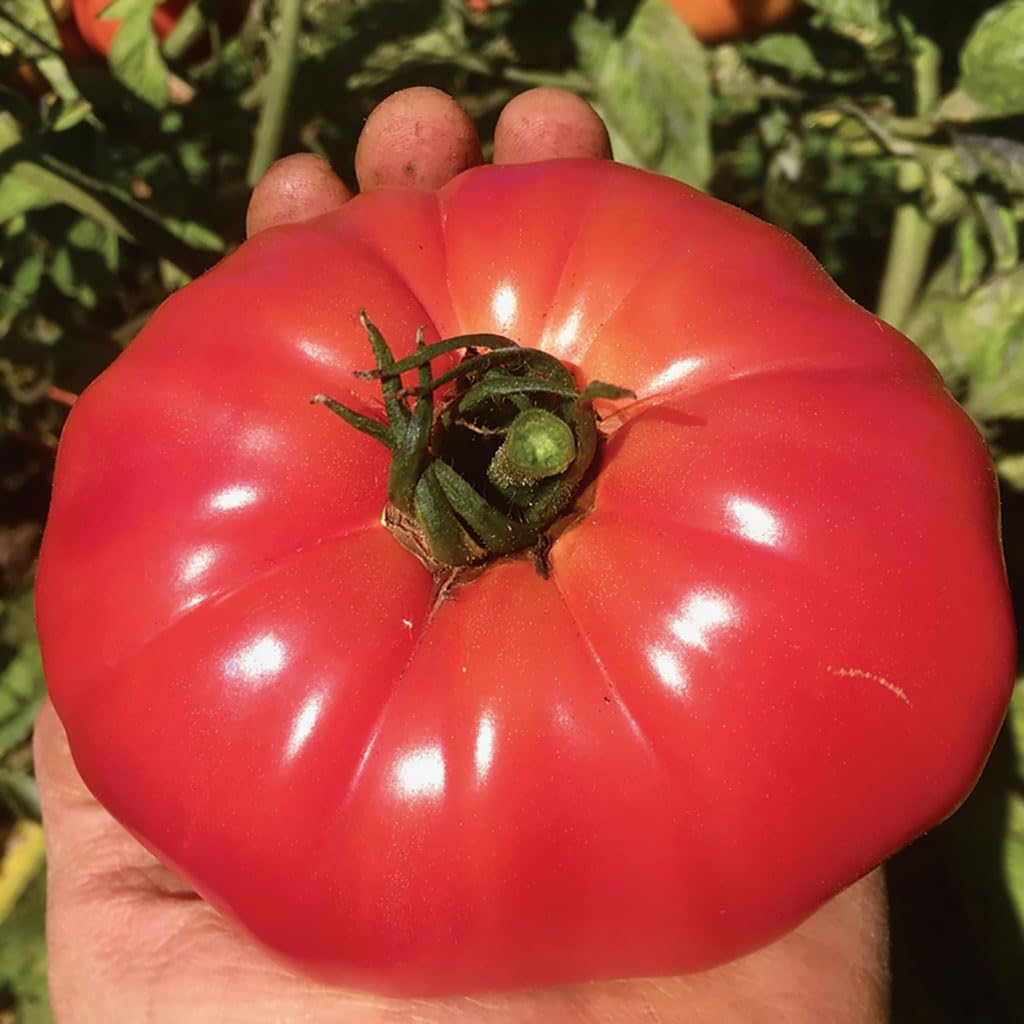 An image of the plant grown with seed for Prudens Purple Tomato Seeds - Rich Flavor, Deep Pink/Purple, Large Fruits, Ideal for Cooking & Fresh Salads, Cold-Resistant, Indeterminate Growth