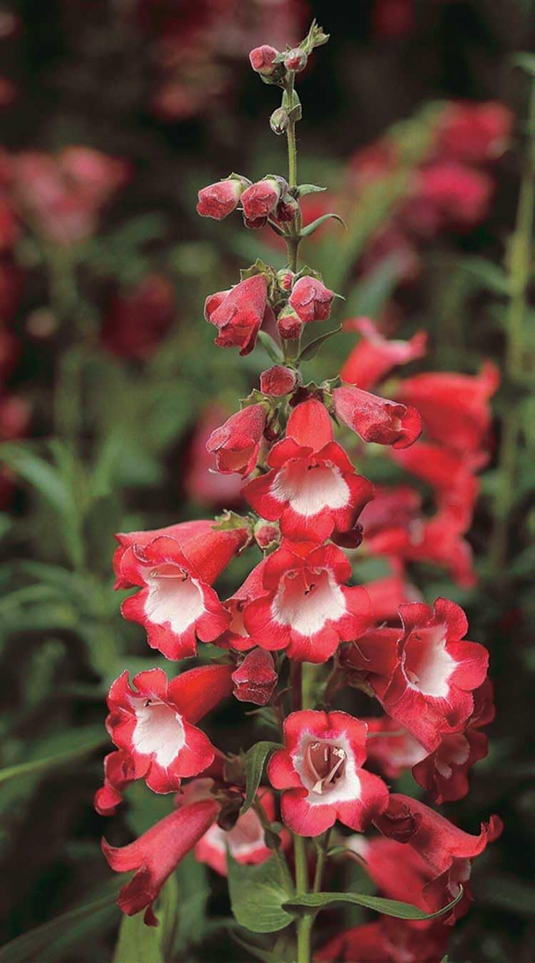An image of the plant grown with seed for Penstemon Ara Red Seeds - AAS Winner, Hummingbird and Butterfly Magnet, Vibrant Red and White Bicolor Bell-Shaped Flowers, Ideal for Continuous Blooming