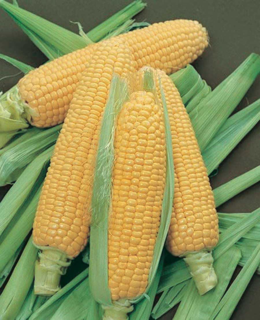 An image of the plant grown with seed for Bodacious Corn Seeds - SE Variety, Super Sweet and Tender 8-inch Ears, Perfect for Home Gardens and Roadside Stands, Enhanced Flavor Profile, Non-GMO