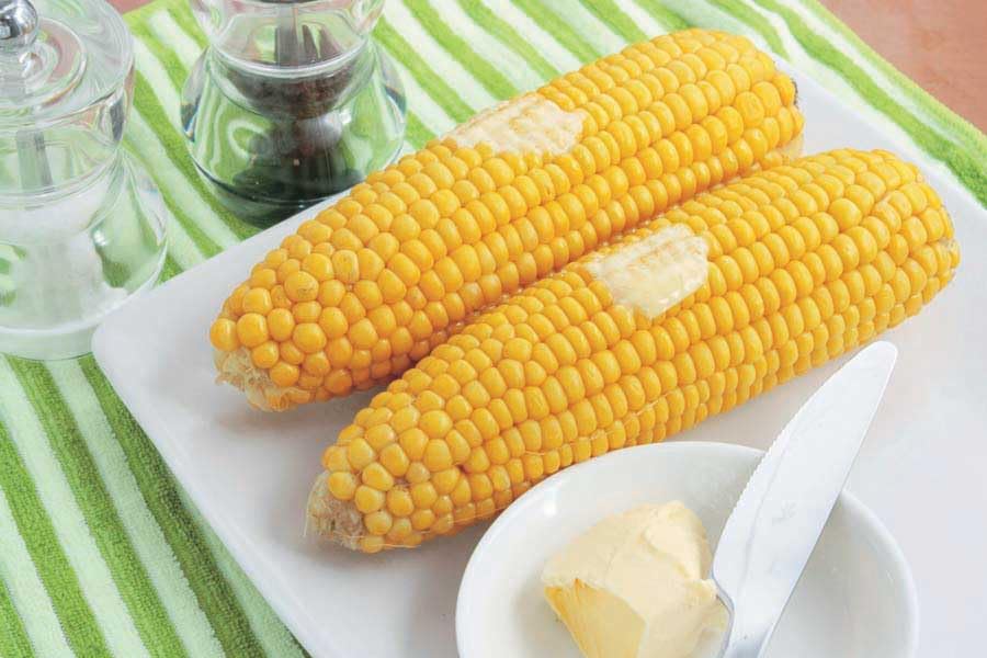 An image of the plant grown with seed for Sunglow Corn Seeds - Sweet Yellow Corn, Classic Early Variety, Great for Short Growing Seasons, Non-GMO, Heirloom