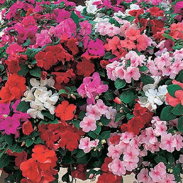 An image of the plant grown with seed for Accent Premium Mix Impatien Seeds - Ideal for Hanging Baskets and Gardens, Vibrant and Varied Colors, Large Flowers, Mounding Growth Habit, Perfect for Ornamental Display