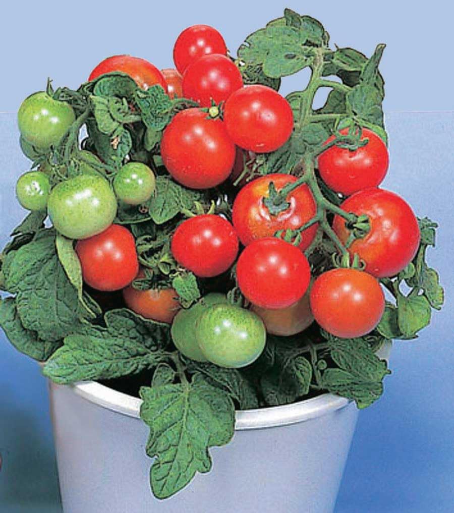 An image of the plant grown with seed for Red Robin Cherry Tomato Seeds - Luscious Sweet Flavor, Ideal for Indoor and Container Gardening, Compact Growth, Non-GMO