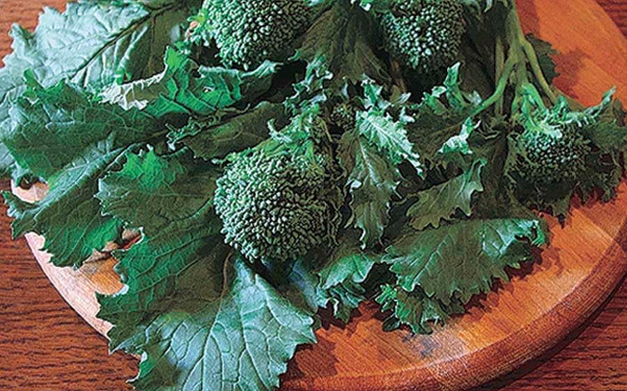 An image of the plant grown with seed for Sorrento Rapini Seeds - Early Maturing, Uniform Large Florets, Blue-Green Leaves, Ideal for Cool Weather Cultivation, Non-GMO