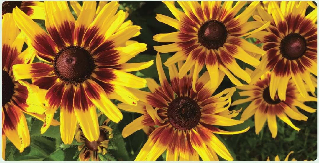 An image of the plant grown with seed for Rudbeckia Denver Daisy Seeds - Vibrant Yellow Blooms with Red Accents, Perfect for Pollinators, Ideal for Sunny Borders