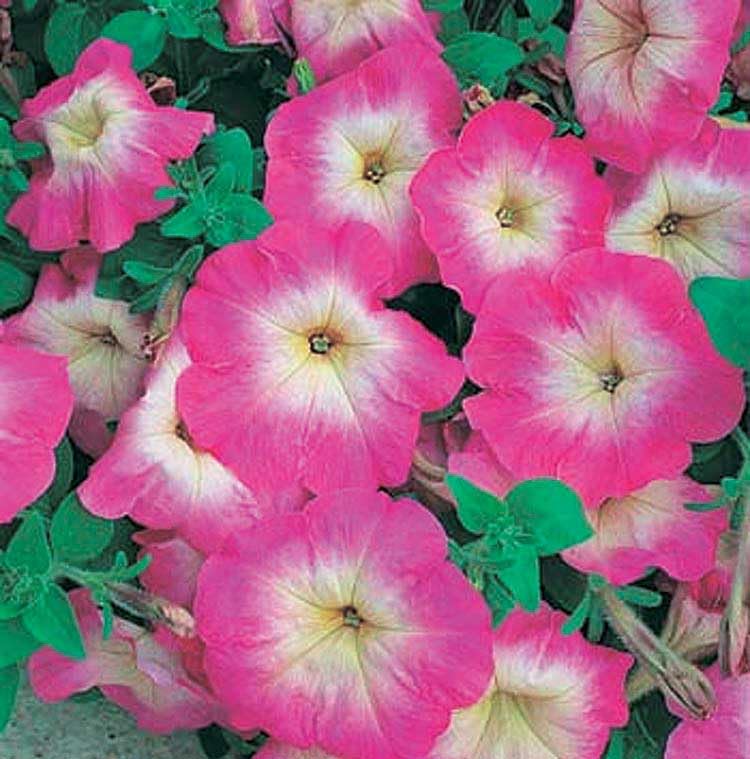 An image of the plant grown with seed for Premium Pink Morn Petunia Seeds - Vibrant Pink with a Yellow Center, Weather-Resistant & Compact, Ideal for Decorative Outdoor Gardens