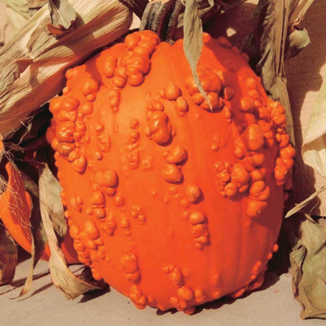An image of the plant grown with seed for Goose Bumps Pumpkin Seeds - Warty & Distinctive, Ideal for Halloween Decorations and Festive Displays, Non-GMO & Easy to Grow