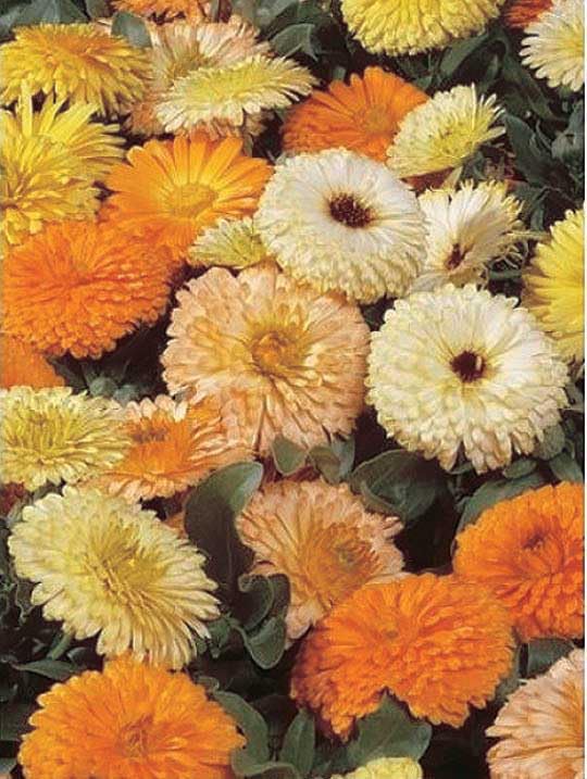 An image of the plant grown with seed for Calendula Bon Bon Mix Seeds - Dwarf, Early Flowering Variety, Vibrant Mix of Yellow, Orange, and Apricot, Edible Flowers, Ideal for Container Gardening