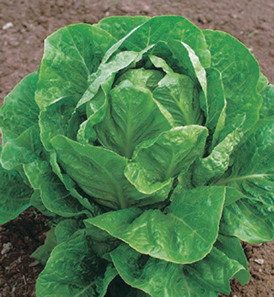 An image of the plant grown with seed for Valley Heart Romaine Lettuce Seeds - Crisp & Savoyed Leaves, Ideal for Salads & Lettuce Cups, High Bolt Resistance, Adapts to Various Climates, Non-GMO