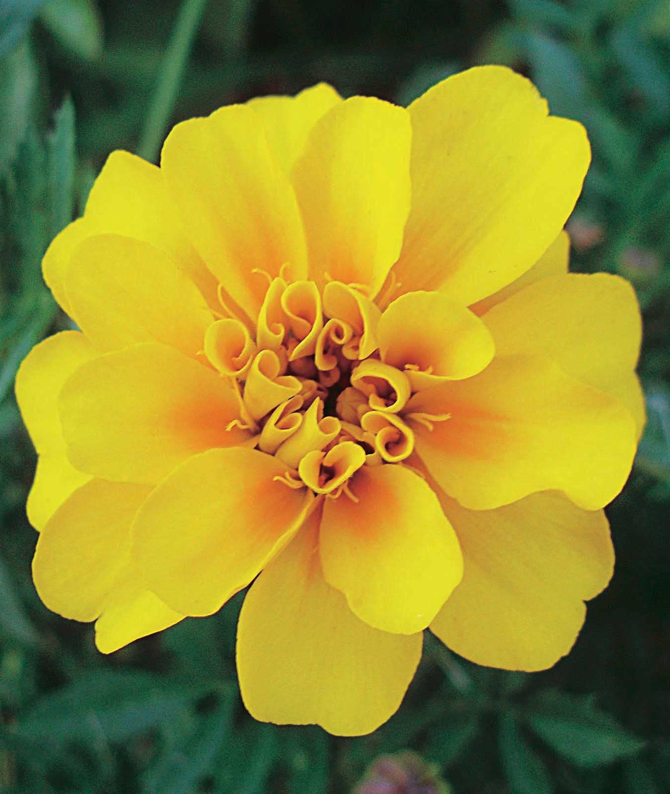 An image of the plant grown with seed for Marigold Durango Yellow Seeds - Vibrant Clear Yellow Blooms, Perfect for Outdoor Gardens, Uniform Growth, Non-GMO