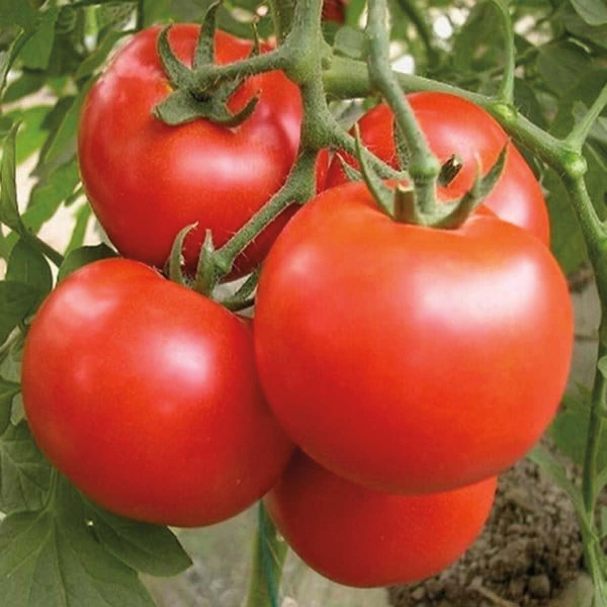 An image of the plant grown with seed for Evan's Extra Early Tomato Seeds - Quick Ripening, Firm Red Mid-Sized Tomatoes, Perfect for Cooler Climates, Developed by Dr. Ieuan Evans, Determinate Growth Habit
