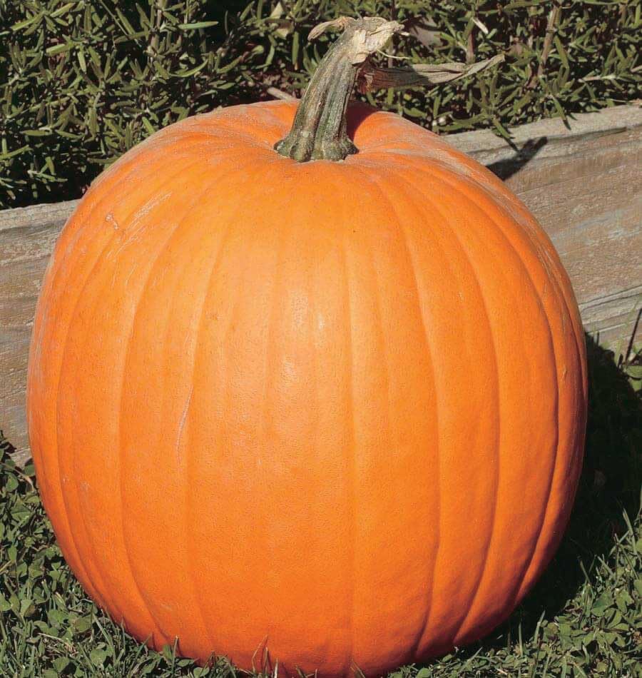 An image of the plant grown with seed for Neon Hybrid Pumpkin Seeds - Early Ripening, Ideal for Pies & Jack-O-Lanterns, Space-Saving Semi-Bush Plants, Perfect for Home Gardening
