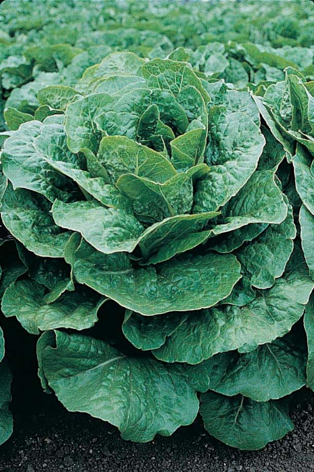 An image of the plant grown with seed for Lettuce Romulus Seeds - Romaine Type, Glossy Green Leaves with Savoyed Texture, Ideal for Crisp Salads, Non-GMO, Easy to Grow