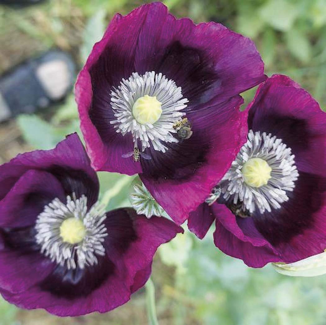 An image of the plant grown with seed for Laurens Grape Poppy Seeds - Heirloom Variety with Satiny Deep Ruby-Purple Petals, Tall & Striking, Ideal for Colorful Spring Gardens