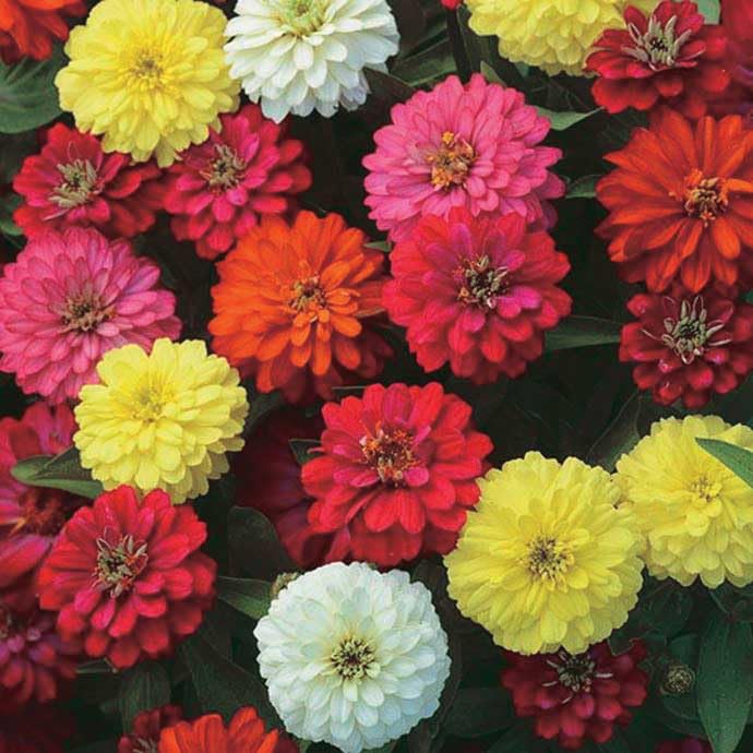 An image of the plant grown with seed for Zahara Mix Zinnia Seeds - Vibrant Double-Flowered Blooms in Red, Orange, Pink, Attract Bees & Butterflies, Ideal for Sunny Gardens