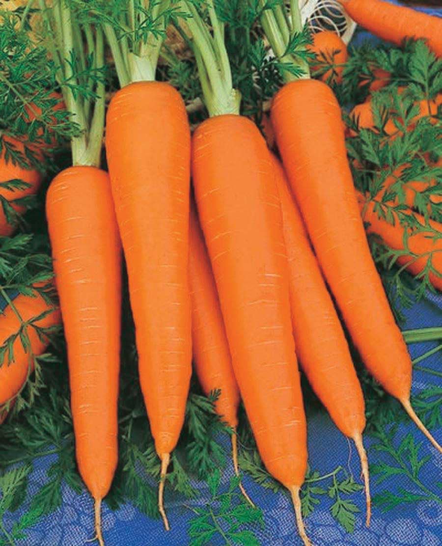 An image of the plant grown with seed for Chantenay Red Cored Carrot Seeds - Winter Keeper, High Yielding, Coreless Reddish-Orange, Ideal for Canning & Freezing