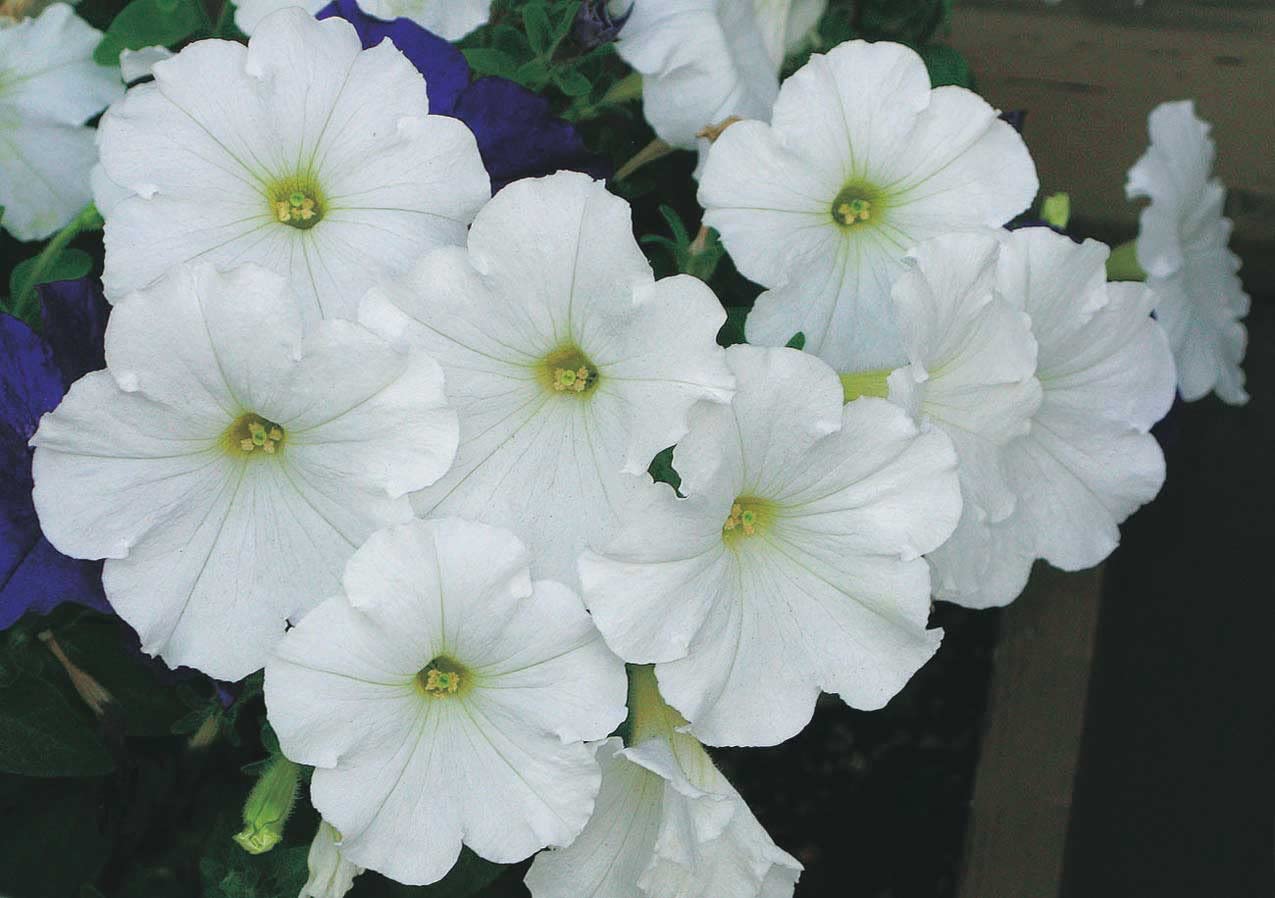 An image of the plant grown with seed for Petunia White Storm Seeds - Perfect for Brightening Gardens, Strong Basal Branching & Weather-Resilient, Ideal for Pots and Beds