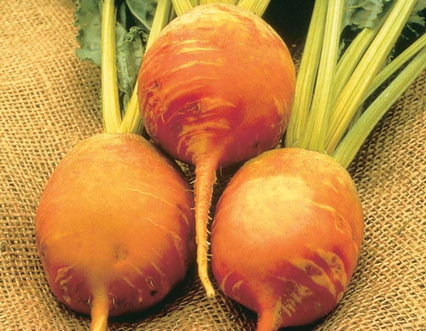 An image of the plant grown with seed for Yellow Detroit Beet Seeds - Unique Orange to Gold Transition, Sweet Flavor, Fast-Growing, Ideal for Pickles & Salads, Non-GMO