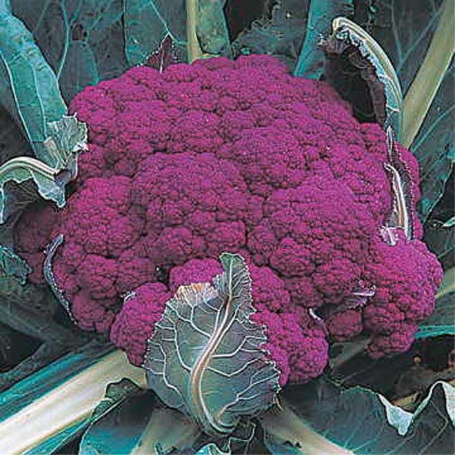 An image of the plant grown with seed for Depurple Hybrid Cauliflower Seeds - Vibrant Purple Heads, Ideal for Raw & Cooked Dishes, Non-GMO, Perfect for Home Gardens