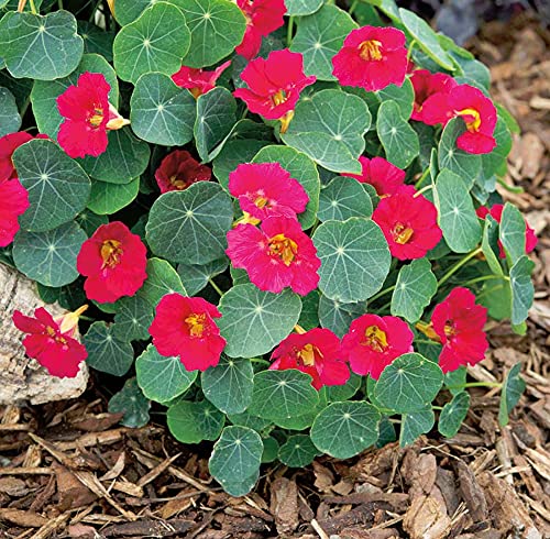 An image of the plant grown with seed for Nasturtium Baby Rose Seeds - Vibrant Pink Blooms, Edible Flowers, Perfect for Trellis, Borders & Salads, Thrives in Full Sun, Non-GMO
