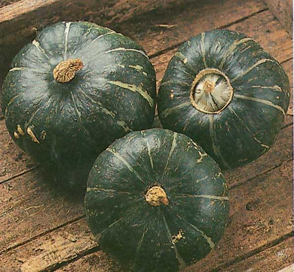 An image of the plant grown with seed for Burgess Buttercup Squash Seeds - Sweet Potato Flavor, Dense Orange Flesh, Perfect for Baking and Storage, Winter Squash Variety