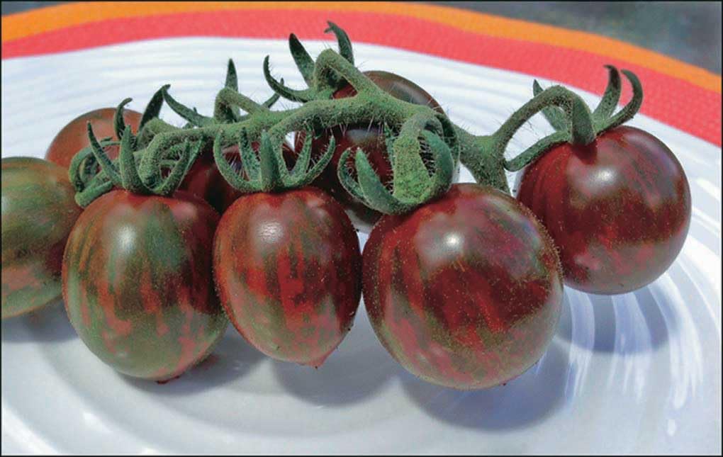 An image of the plant grown with seed for Chocolate Sprinkles Cherry Tomato Seeds - Rich Flavor, Striking Red and Green Striped Fruits, Indeterminate Growth, Disease Resistant