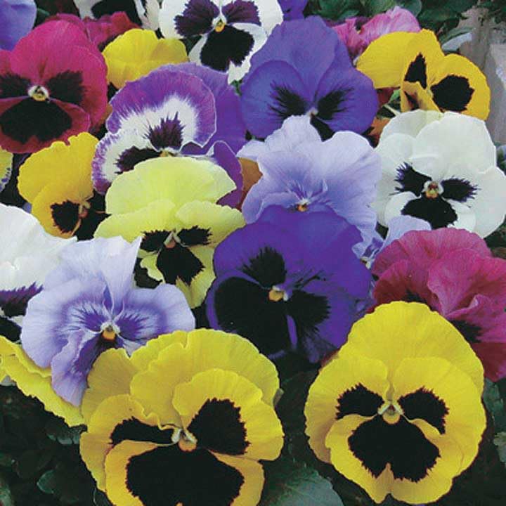 An image of the plant grown with seed for Pansy Mammoth Mix Seeds - Jumbo-Sized Blooms, Vibrant Colors, Ideal for Cool Weather Gardens, Non-GMO, Perfect for Borders