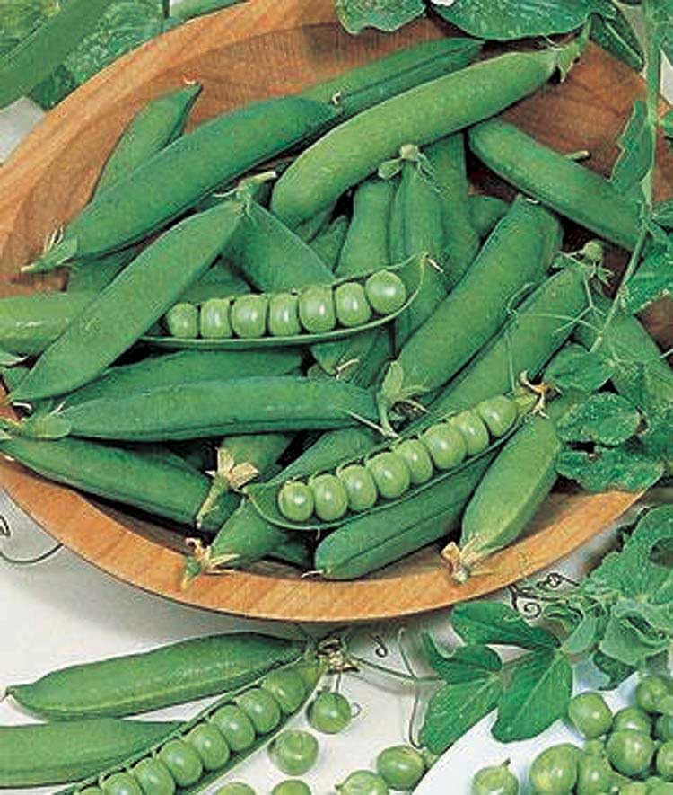 An image of the plant grown with seed for Lincoln Homesteader Pea Seeds - Heavy Yielding & Heat Resistant, Ideal for Fresh Eating & Freezing, Non-GMO, Robust Flavor