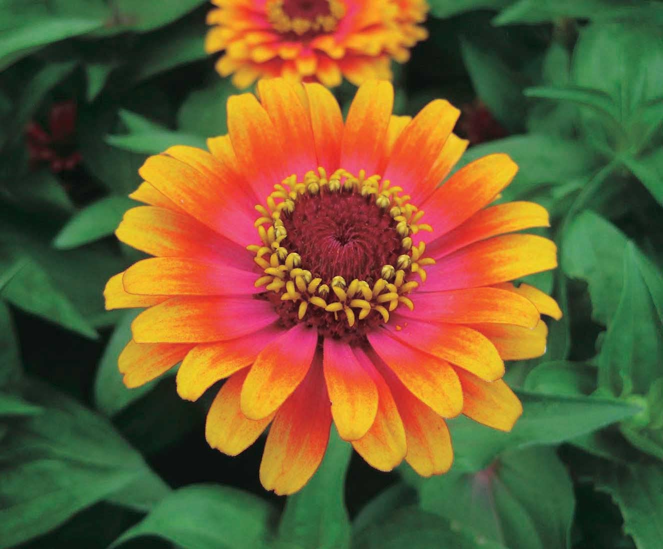 An image of the plant grown with seed for Zinnia Zowie Yellow Flame Seeds - Vivid Scarlet & Rose Centers with Yellow Edges, Ideal for Cut Flowers & Garden Displays, Hardy Annual