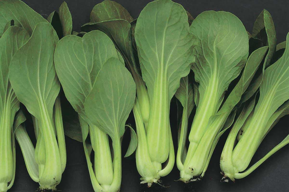 An image of the plant grown with seed for Mei Qing Choi Seeds - Dwarf Pak Choi, Vase-Shaped, Tender Greens, Tolerates Heat & Cold, Ideal for Asian Cuisine