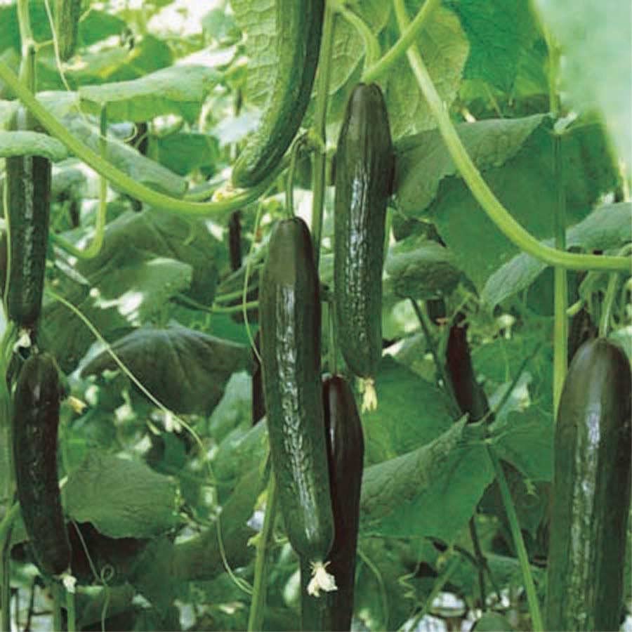 An image of the plant grown with seed for Greenhouse Cuc Holland Seeds - Long, Straight & Sweet Cucumbers, Ideal for Controlled Indoor Growing Environments, Non-Pollinated Variety
