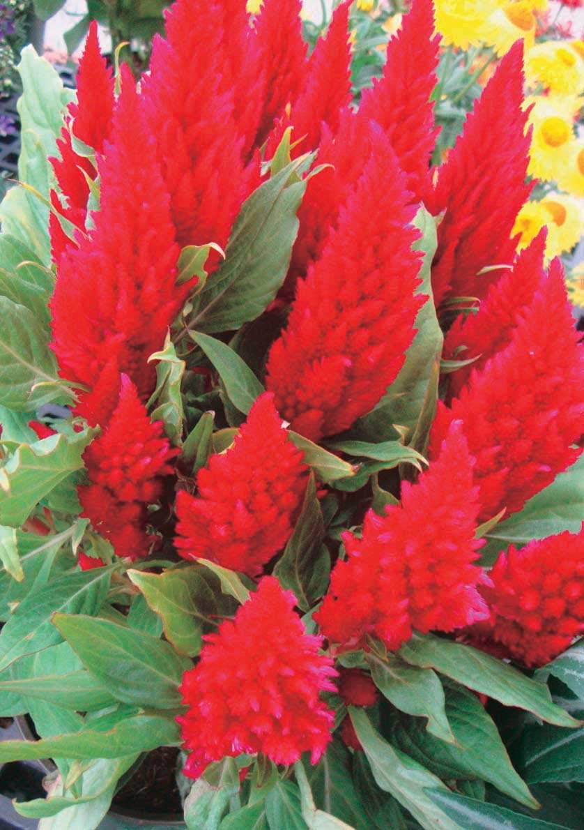 An image of the plant grown with seed for Celosia First Flame Scarlet Seeds - Vibrant Red Plumes, Drought-Tolerant, Ideal for Summer Gardens, Full Sun Adaptable, Non-GMO