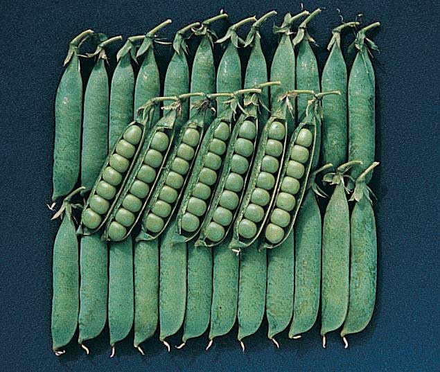 An image of the plant grown with seed for Early Variety Spring Pea Seeds - Rich Dark Green Pods, Ideal for Fresh Eating, Perfect for Home Gardens, Non-GMO
