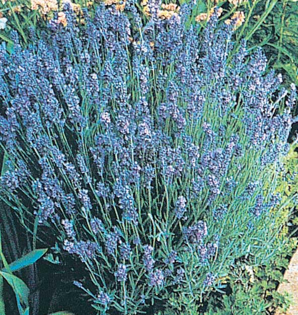 An image of the plant grown with seed for Lavender Lady Seeds - Fragrant Blue Flowers, Easy Germination, Perfect for Landscaping & Culinary Uses, Non-GMO
