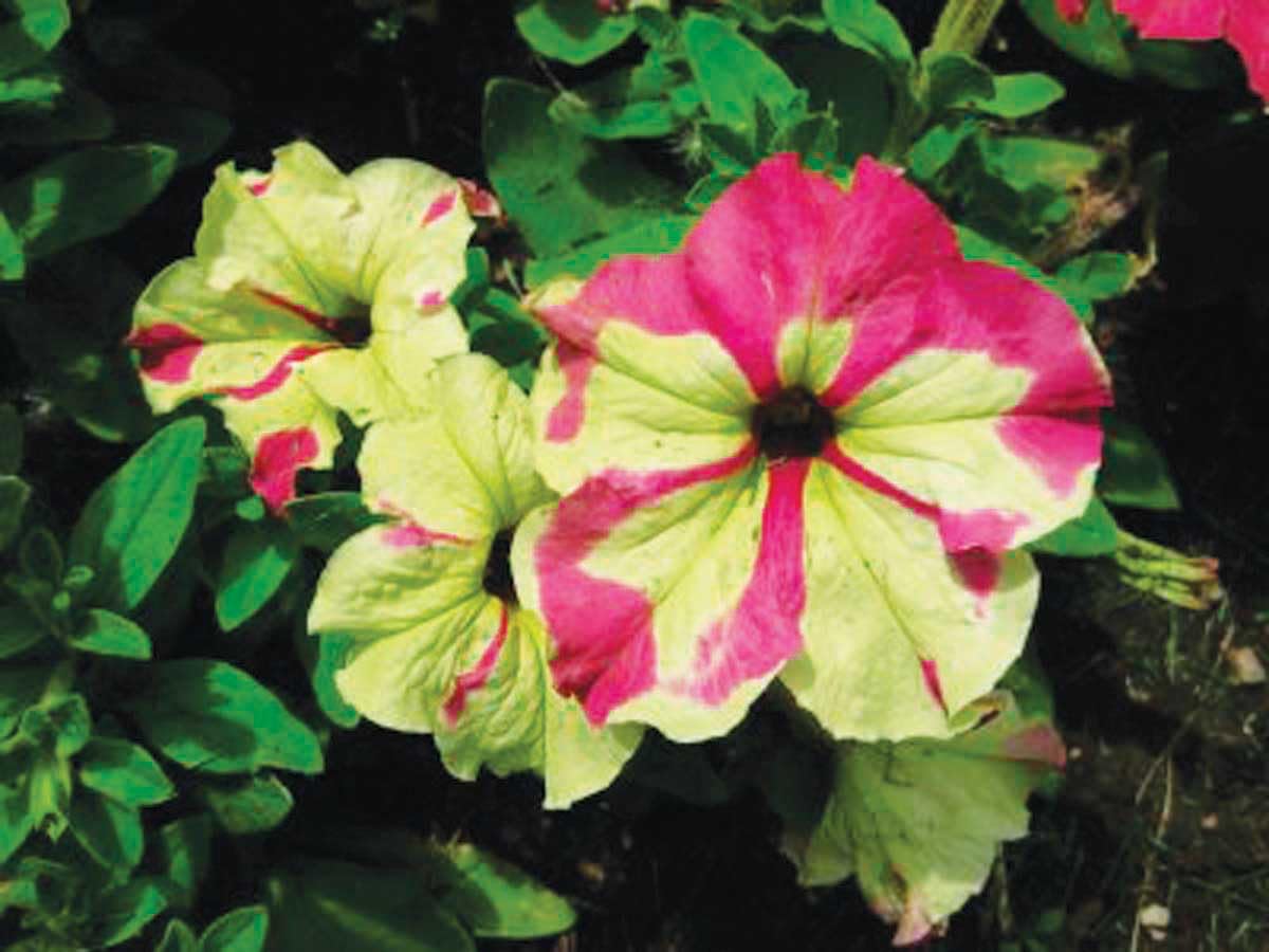 An image of the plant grown with seed for Petunia Lime Bicolour Seeds - Vibrant Dual-Toned Flowers, Perfect for Hanging Baskets, Pots, and Landscapes, Hardy and Long Blooming, Non-GMO