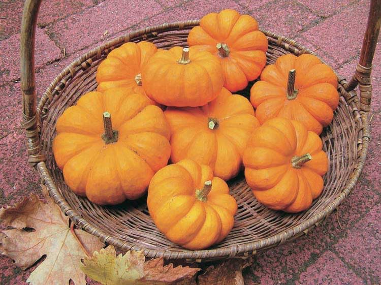 An image of the plant grown with seed for Miniature Pumpkin Jack Seeds - Compact and Cute for Fall Displays, Ideal for Kids' Gardening Projects, Non-GMO, Decorative & Fun