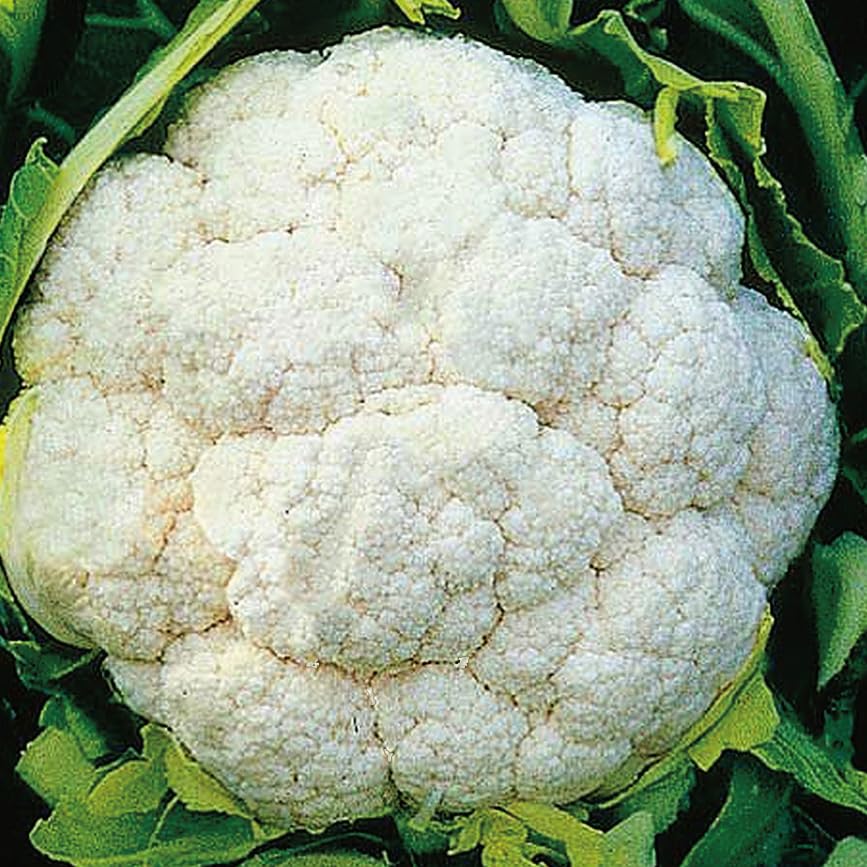 An image of the plant grown with seed for Heirloom Cauliflower Amazing Seeds - Vibrant White Heads, Ideal for Cool Season Planting, Perfect for Roasting and Salads