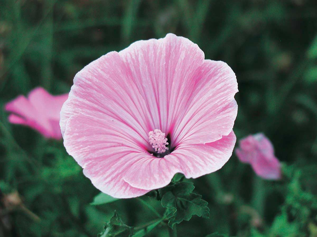 An image of the plant grown with seed for Lavatera Silver Cup Seeds - Vivid Pink Blooms, Robust Shrub-Like Growth, Ideal for Cut-Flowers, Thrives in Mediterranean Climates