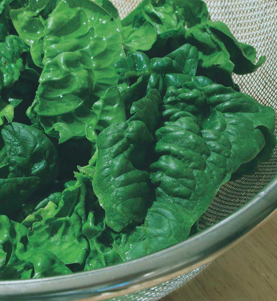 An image of the plant grown with seed for Spinach Vancouver Seeds - Large, Upright Plants with Rich Dark-Green Leaves, Slow Bolting, Perfect for Robust Salads