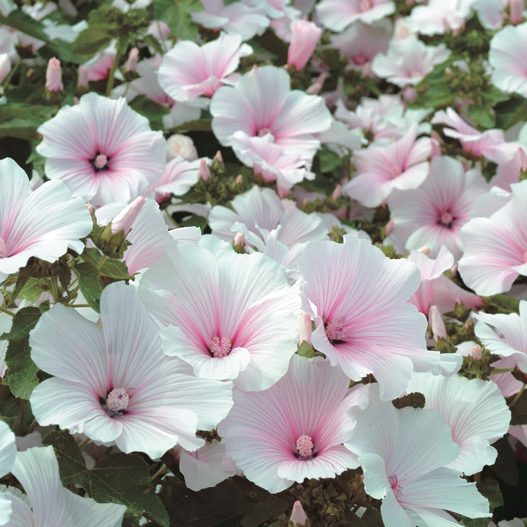 An image of the plant grown with seed for Lavatera Pink Blush Seeds - Dwarf Type, Large White Flowers with Delicate Pink Striations, Rich Green Foliage, Perfect for Borders and Containers, Easy-to-Grow