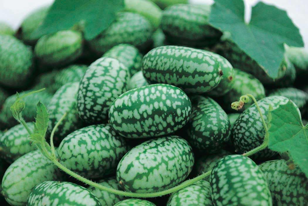 An image of the plant grown with seed for Cukamelon Seeds - Miniature Watermelon Appearance, Refreshing Cucumber-Lime Flavor, Ideal for Snacking and Salads, Non-GMO, Vine Grown