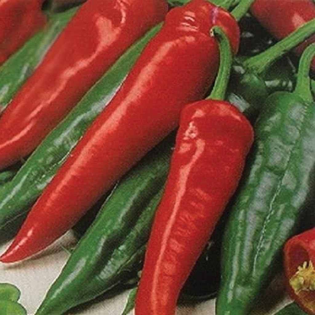 An image of the plant grown with seed for Big Chili Pepper Seeds - Large 20 cm Mild Peppers, Thick Flesh, Green to Red Maturity, Ideal for Frying & Grilling, High Yield