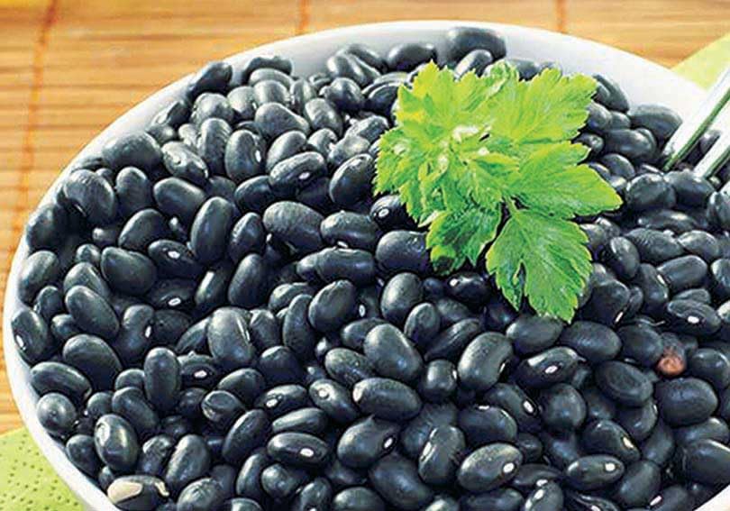 An image of the plant grown with seed for Black Turtle Bean Seeds - High in Antioxidants, Rich Flavor, Perfect for Hearty Meals, Ideal for Home Gardening, Non-GMO