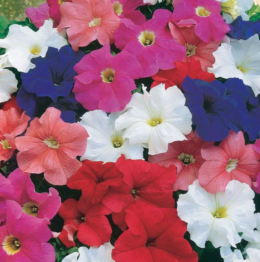 An image of the plant grown with seed for Petunia Storm Mix Seeds - Colorful & Resilient, Perfect for Weathering Storms, Ideal for Compact Garden Spaces, Non-GMO