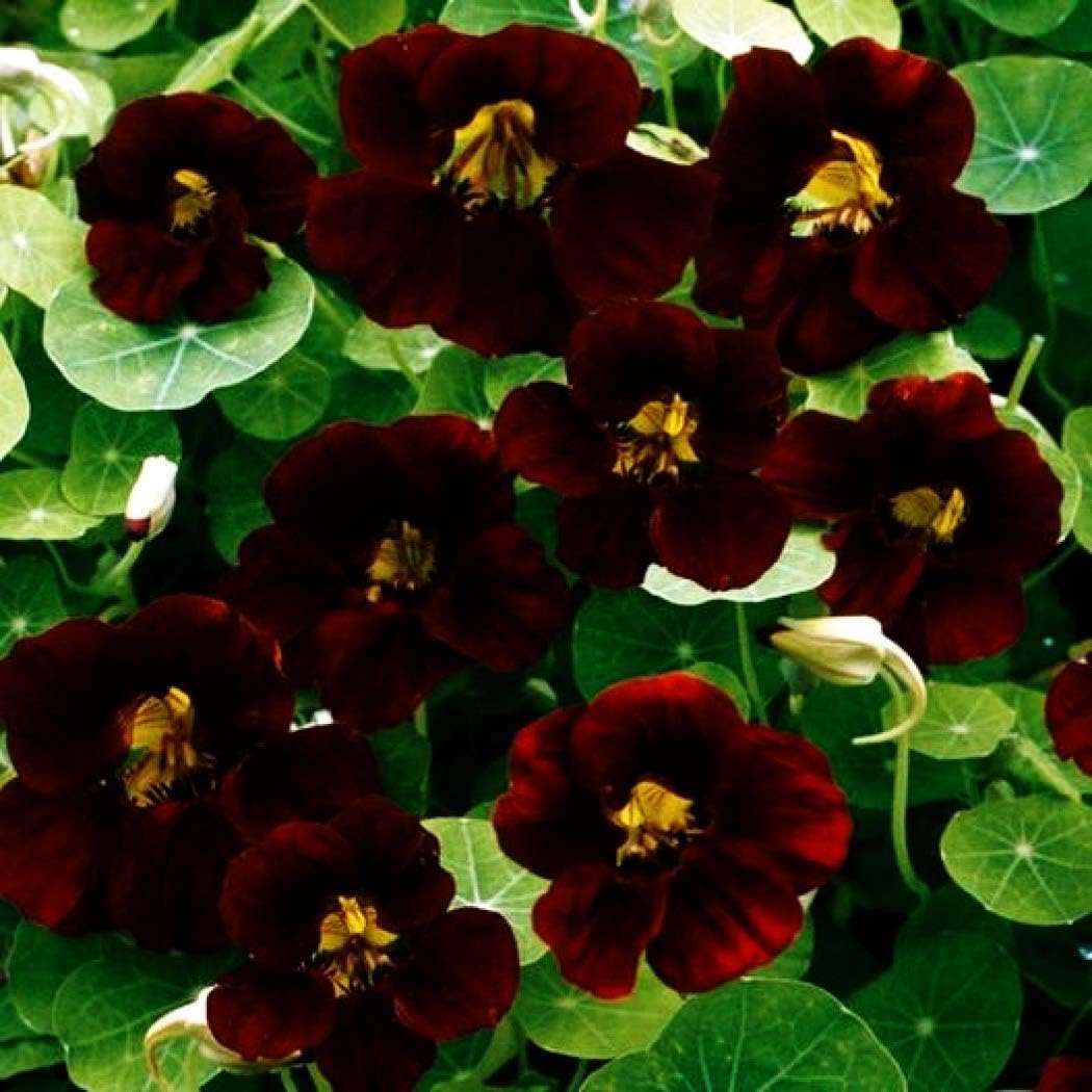An image of the plant grown with seed for Nasturtium Black Velvet Seeds - Rich Ruby-Black Blooms, Edible Flowers & Foliage, Perfect for Gourmet Dishes, Easy to Grow