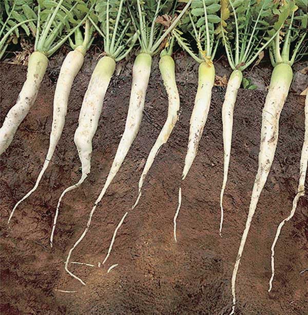 An image of the plant grown with seed for Forage Radish Seeds - Bio Drilling Radishes, Deep Taproots for Soil Aeration, Ideal Green Manure, Enhances Soil Structure and Health, Non-GMO