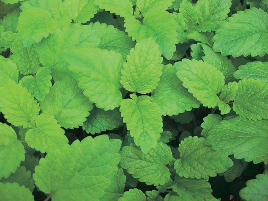 An image of the plant grown with seed for Lemon Balm Seeds - Melissa officinalis, Natural Mosquito Repellent, Aromatic Perennial Herb, Ideal for Teas & Cocktails
