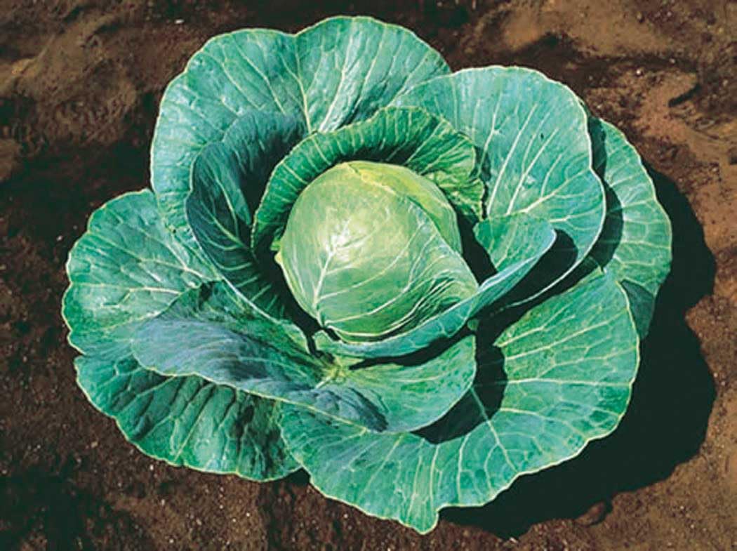 An image of the plant grown with seed for Early Variety Cabbage Storage #4 Seeds - Blue-Green, Flavorful Heads up to 8lbs, Ideal for Long-Term Storage & Weather Resistant