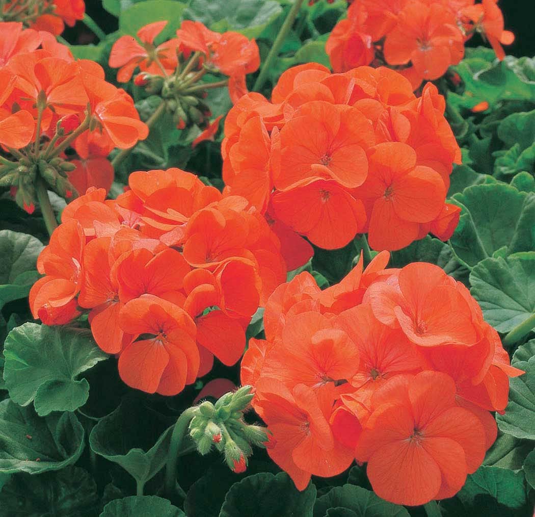 An image of the plant grown with seed for Geranium Orange Maverick Seeds - First True-Orange Hybrid, Large Flower Heads, Ideal for Floral Displays, 1991 Fleuroselect Winner
